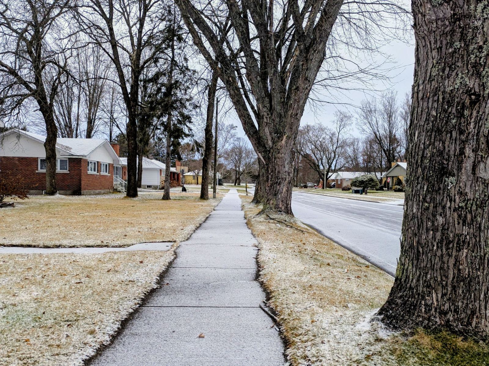 Lightly snow-dusted suburban sidewalk lined with trees